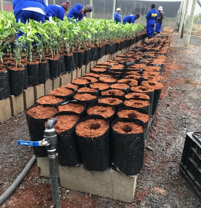 Plastic Bags Production