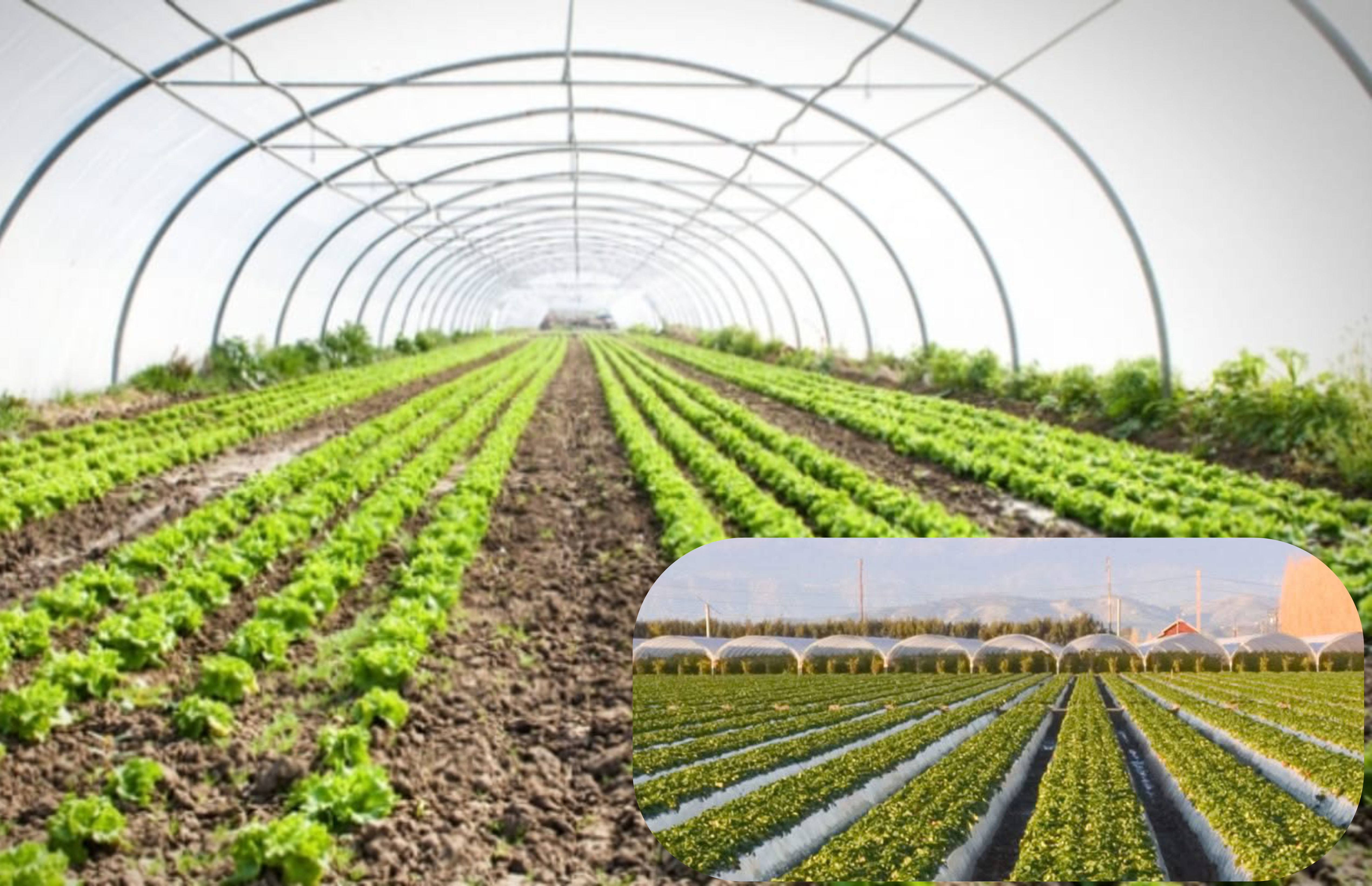 Greenhouse Sheeting