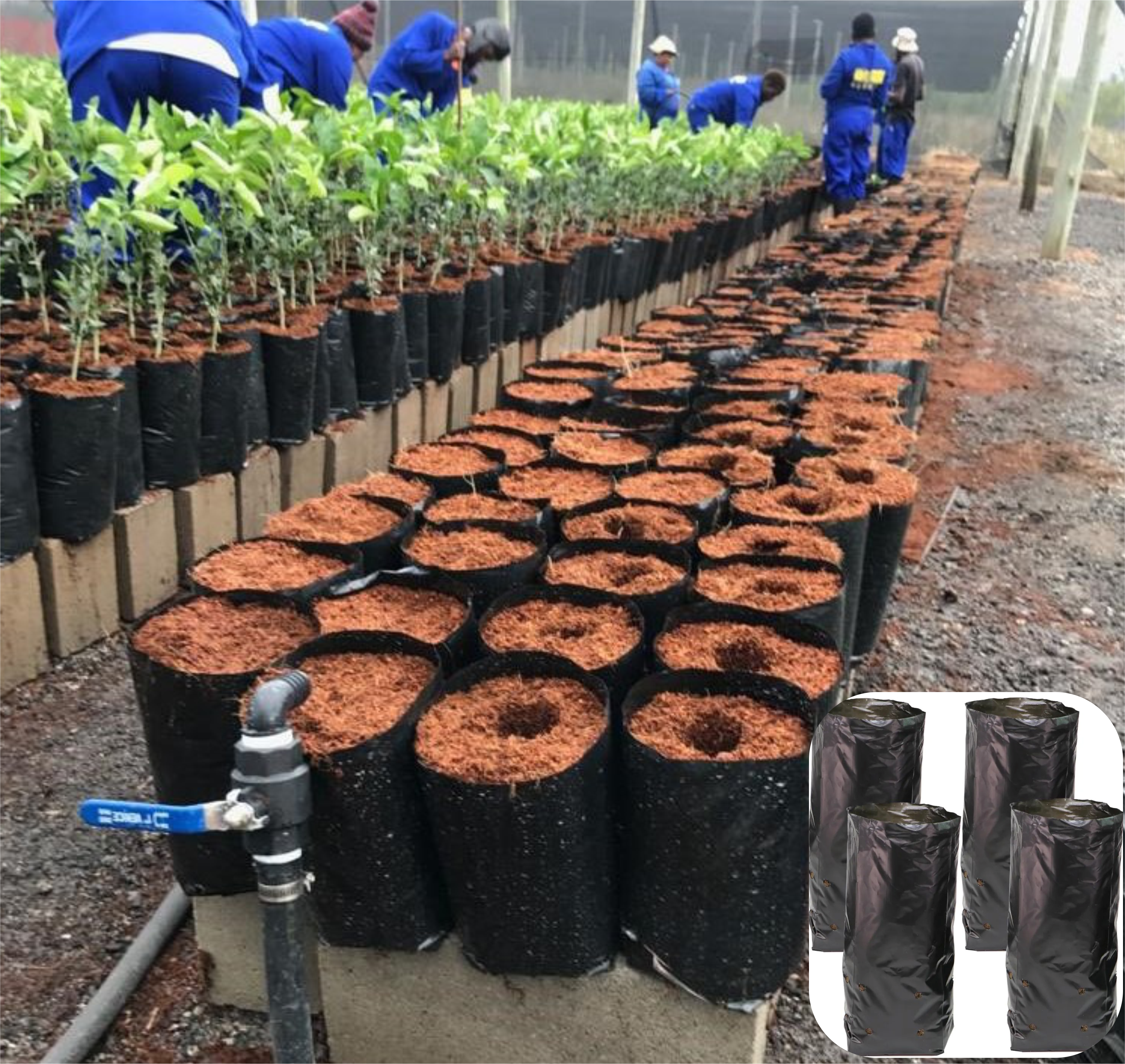 Planting Pockets